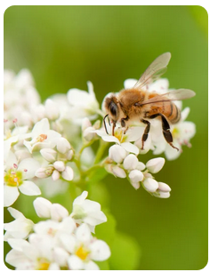 Bee Luxe Collection